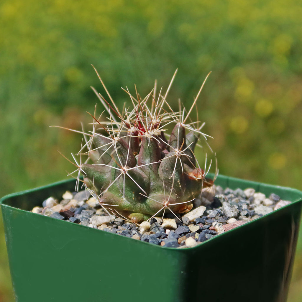 Thelocactus matudae -10