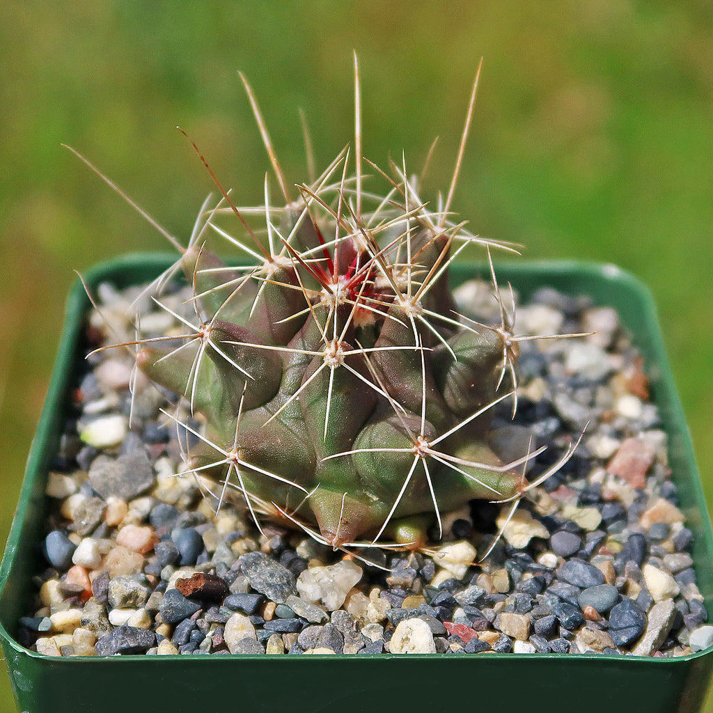 Thelocactus matudae -2