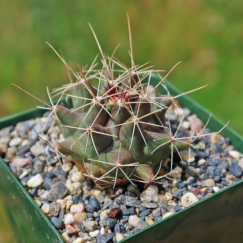 Thelocactus matudae- 7