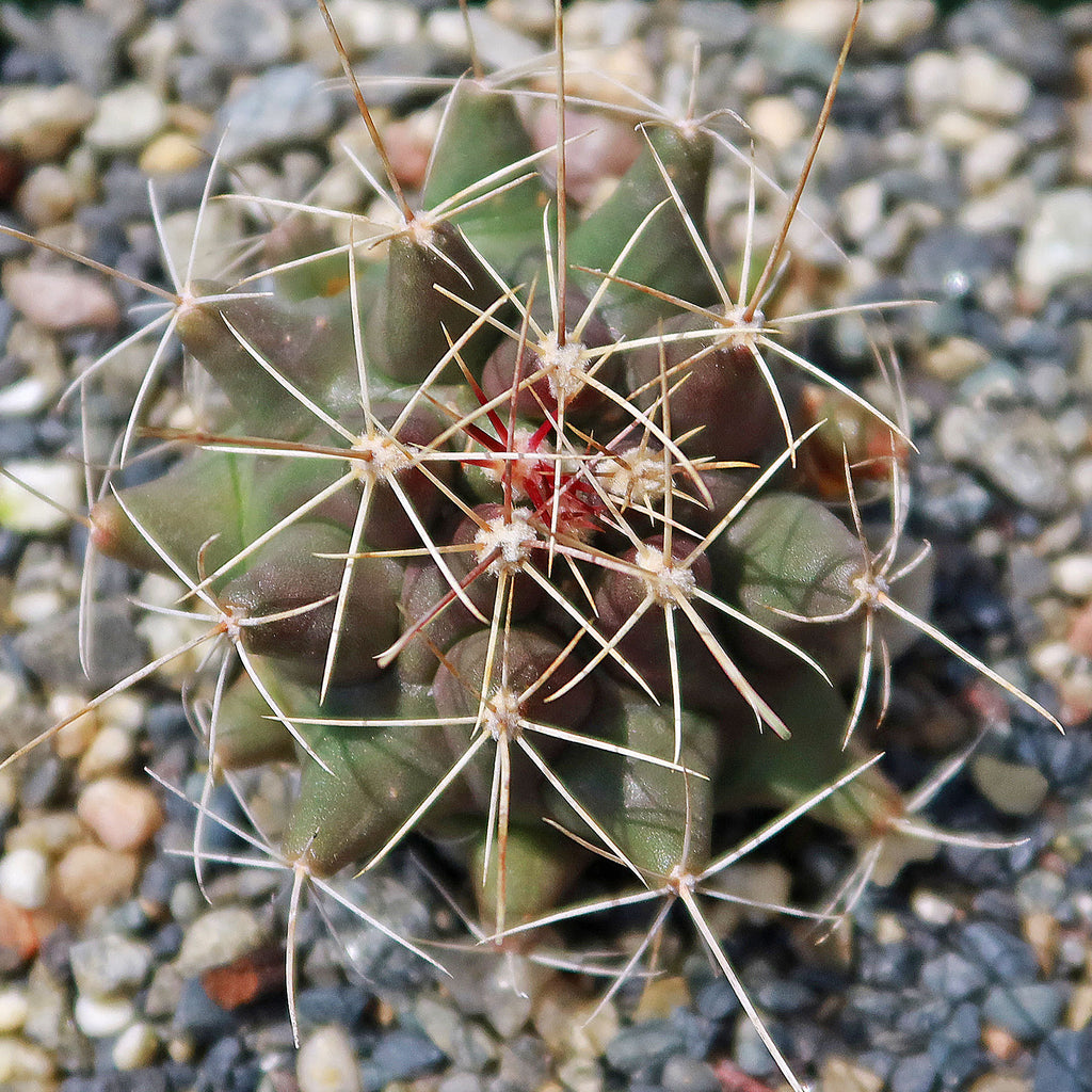 Thelocactus matudae-5