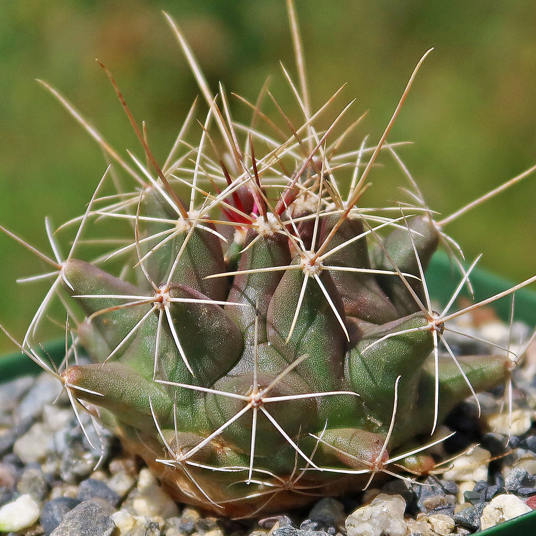 Thelocactus 'Thelocactus matudae' - Shop Online at Planet Desert