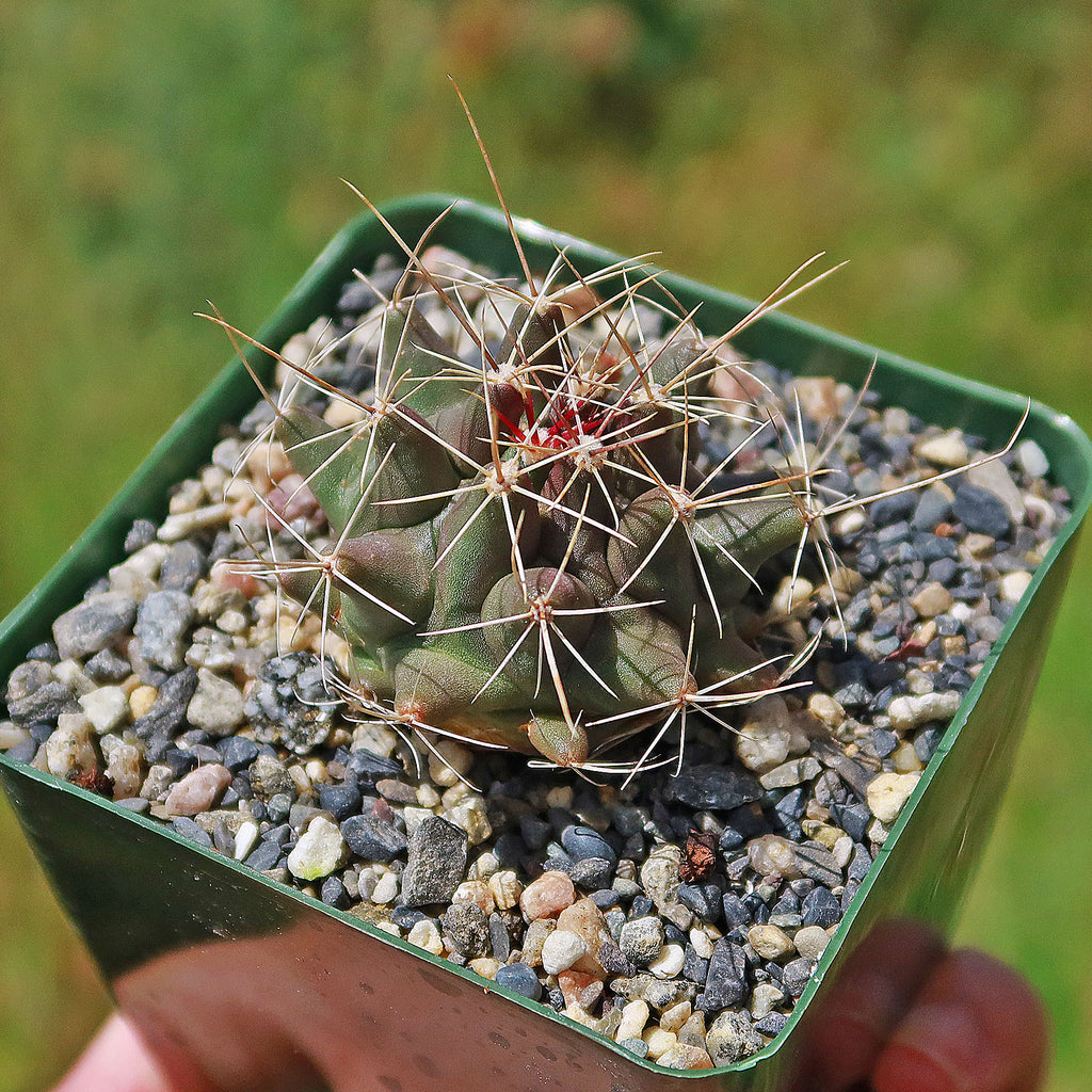 Thelocactus matudae -8