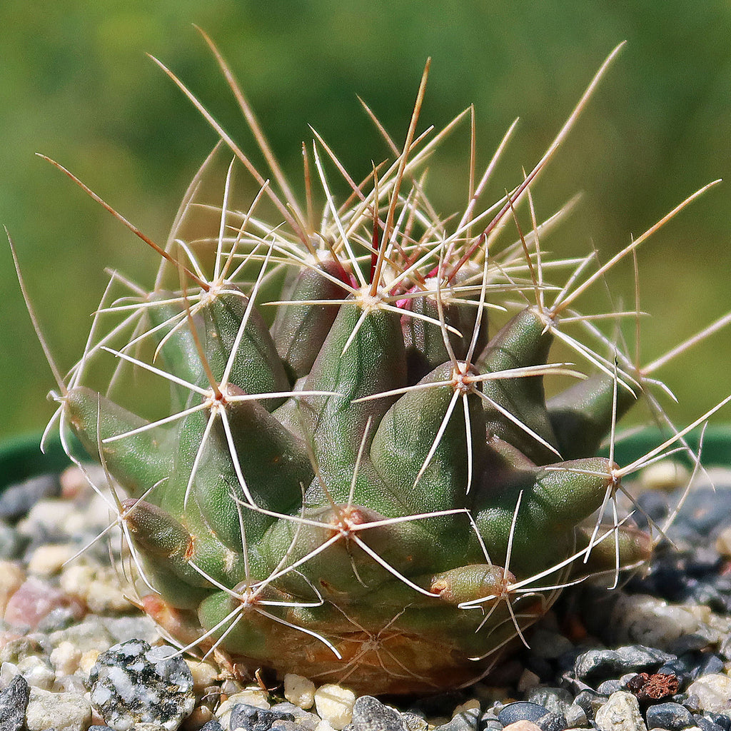 Thelocactus matudae -4