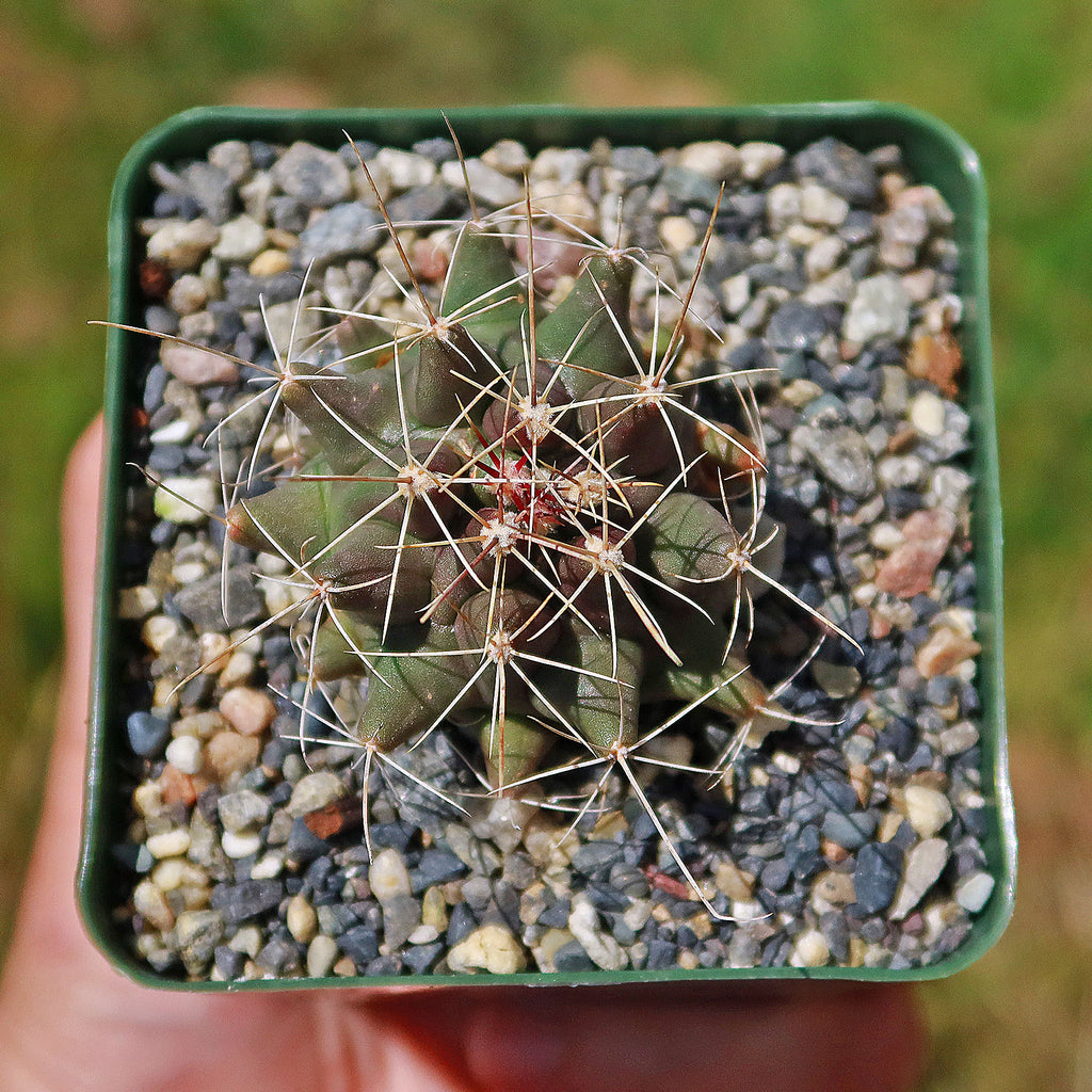 Thelocactus matudae -9