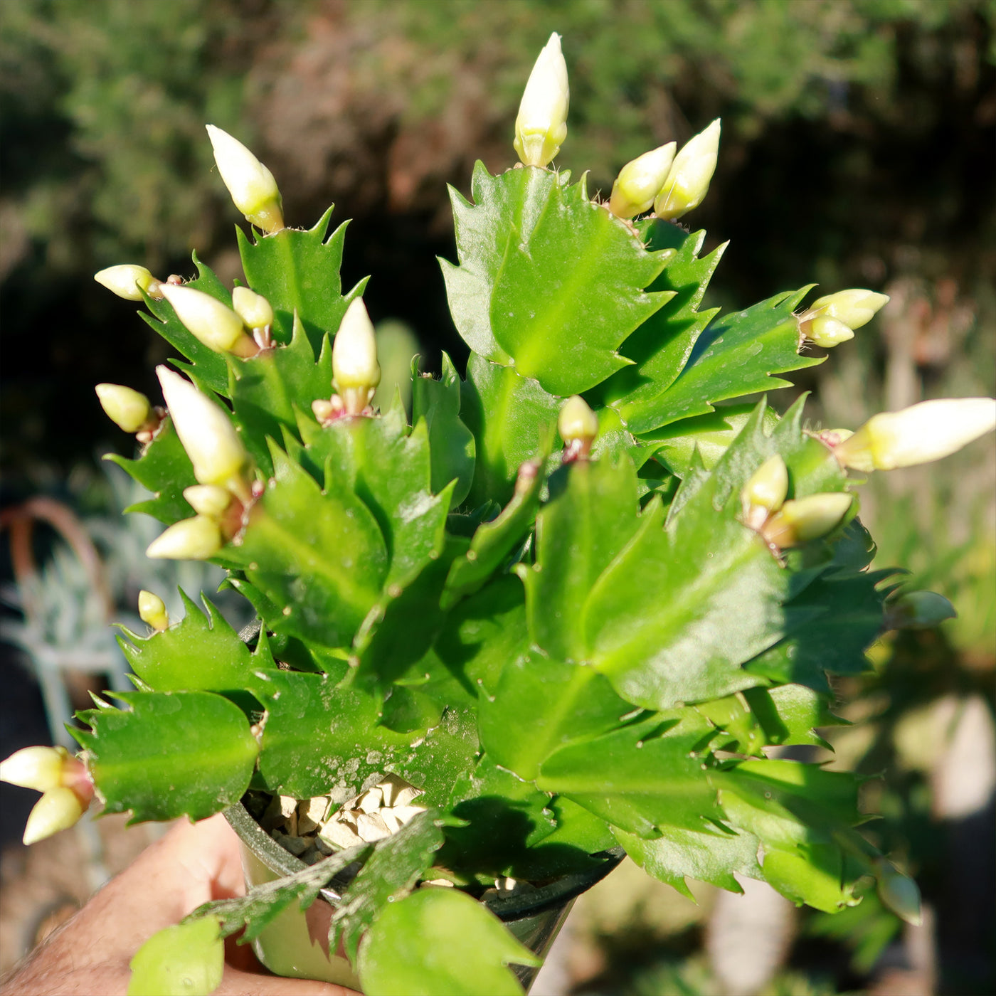 Thanksgiving Cactus - Schlumbergera truncata