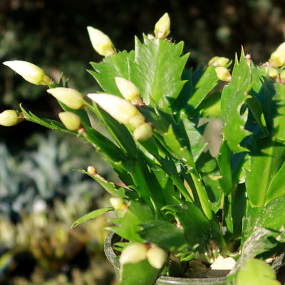 Holiday Cactus – Schlumbergera – White flowers