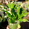Thanksgiving Cactus - Schlumbergera truncata