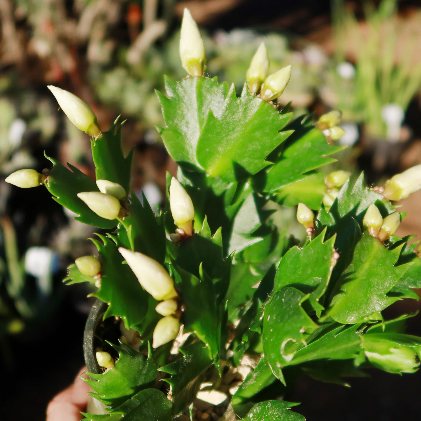 Thanksgiving Cactus - Schlumbergera truncata