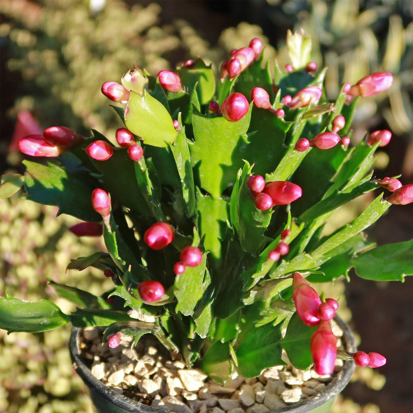 Holiday Cactus – Schlumbergera – red flowers