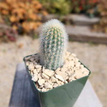new cactus Espostoa senilis
