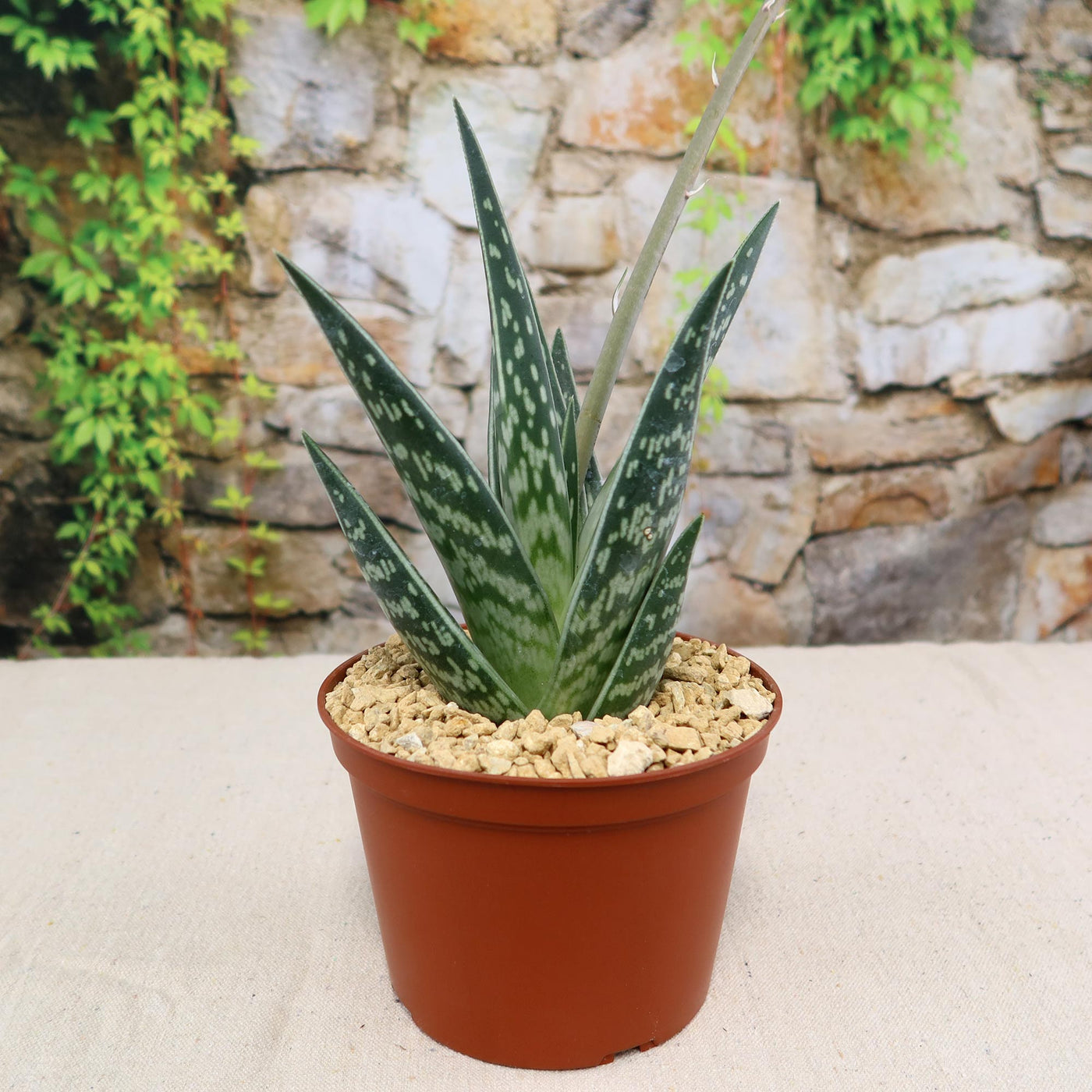 tiger aloe succulent Tiger Aloe 'Gonialoe variegata' - Order Online