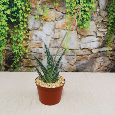 Tiger Aloe 'Gonialoe variegata' - Order Online