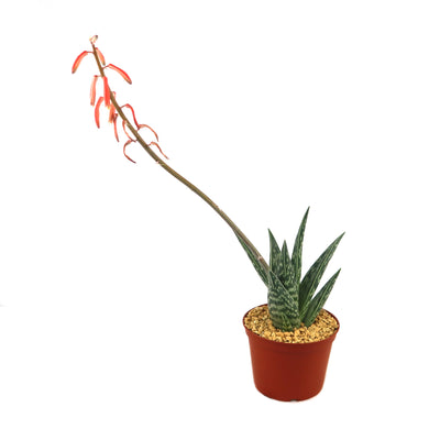 Tiger Aloe 'Gonialoe variegata' - Order Online
