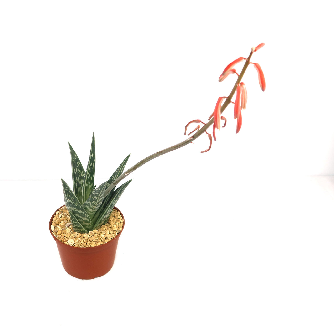 anthurium big 3-5 FT Red Anthurium main image 1