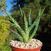 Tiger ‘Aloe variegata’ (Gonialoe variegata)