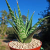 Tiger ‘Aloe variegata’ (Gonialoe variegata)