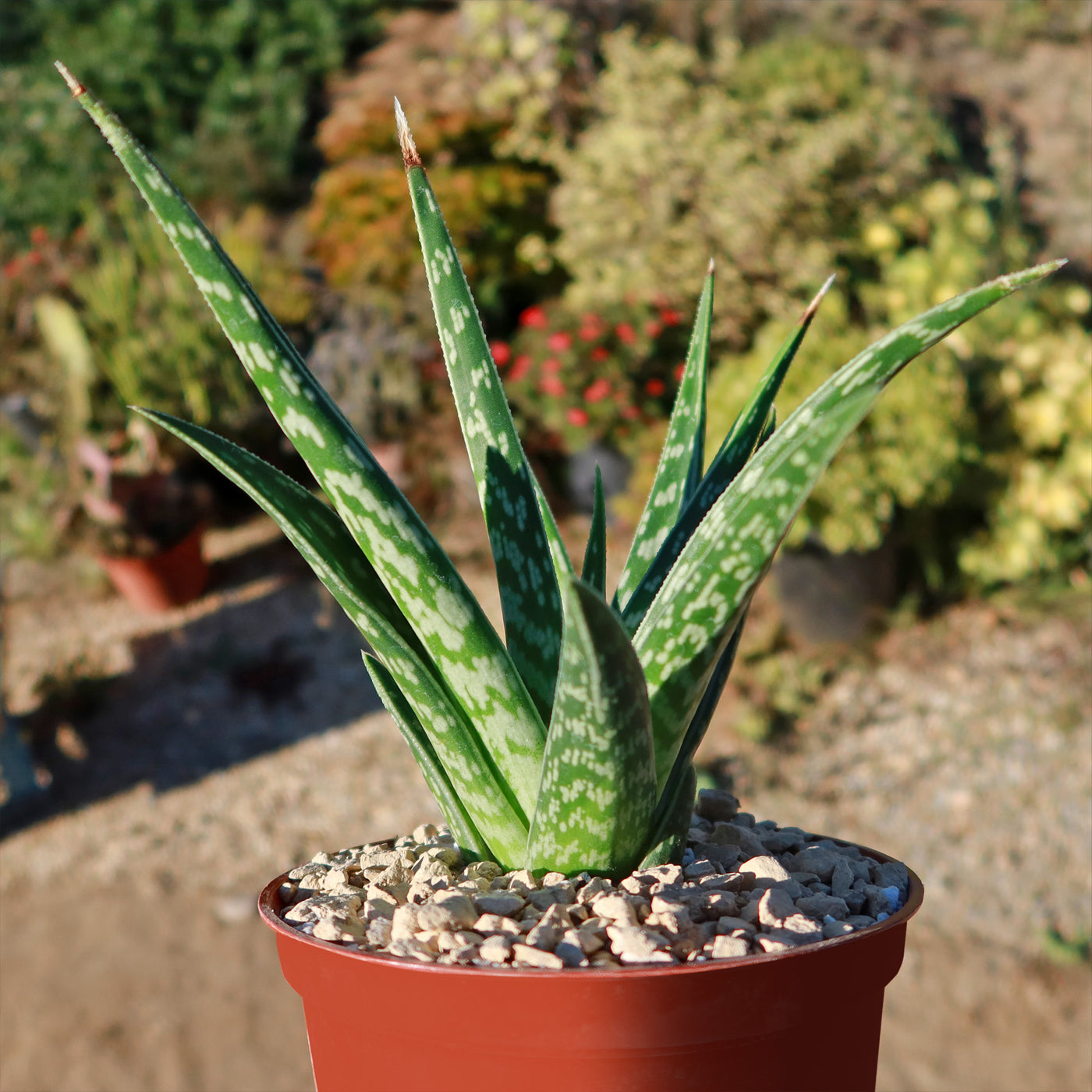 tiger aloe succulent Tiger ‘Aloe variegata’ (Gonialoe variegata) 4" Pot
