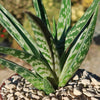 Tiger ‘Aloe variegata’ (Gonialoe variegata)