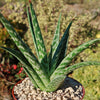 Tiger ‘Aloe variegata’ (Gonialoe variegata)