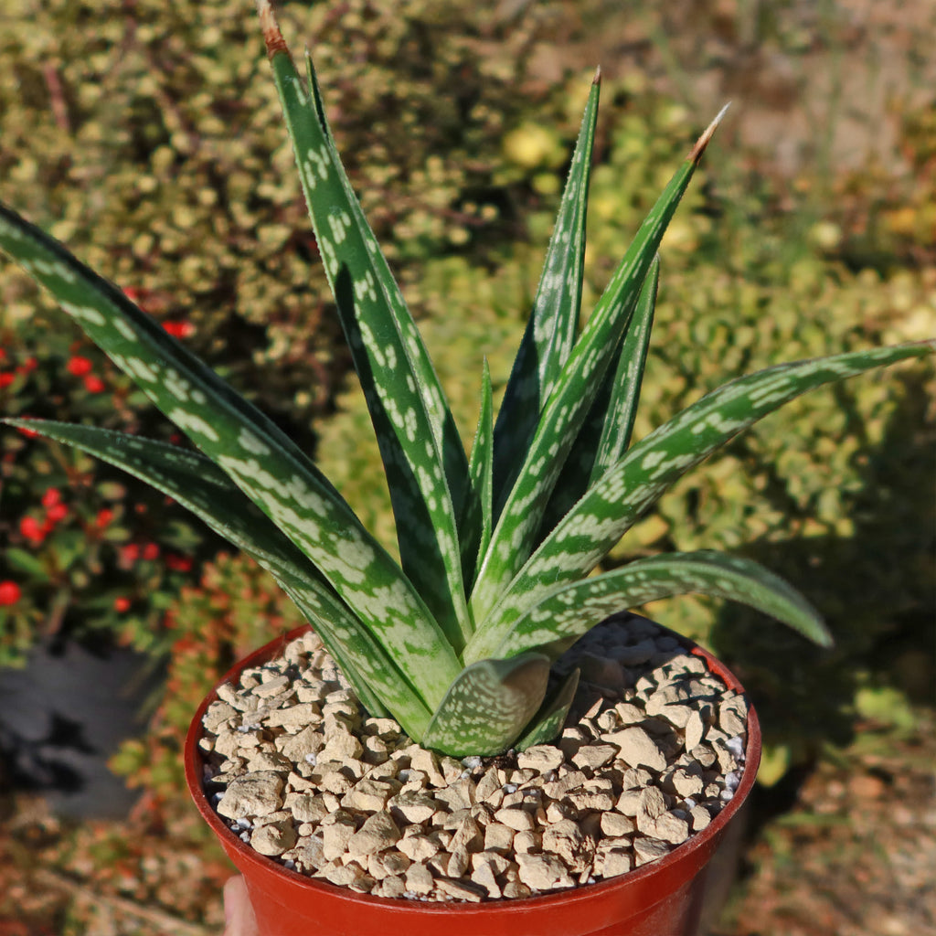 Tiger ‘Aloe variegata’ (Gonialoe variegata)