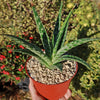 Tiger ‘Aloe variegata’ (Gonialoe variegata)