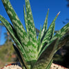 Tiger ‘Aloe variegata’ (Gonialoe variegata)