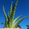 Tiger ‘Aloe variegata’ (Gonialoe variegata)