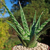 Tiger ‘Aloe variegata’ (Gonialoe variegata)