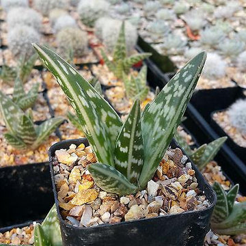 tiger house plant Tiger Aloe 'Gonialoe variegata' - Order Online