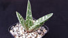 Tiger ‘Aloe variegata’ (Gonialoe variegata)