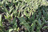 Tiger ‘Aloe variegata’ (Gonialoe variegata)