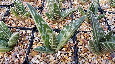 Tiger ‘Aloe variegata’ (Gonialoe variegata)