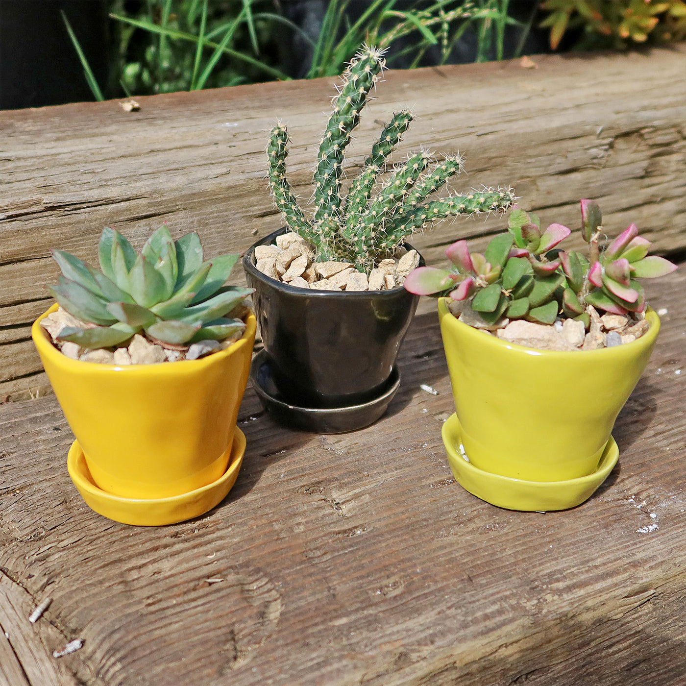 mini plant saucer Tika Pot and Saucer – Planet Desert