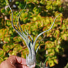 Baileyi Air Plant - Tillandsia baileyi