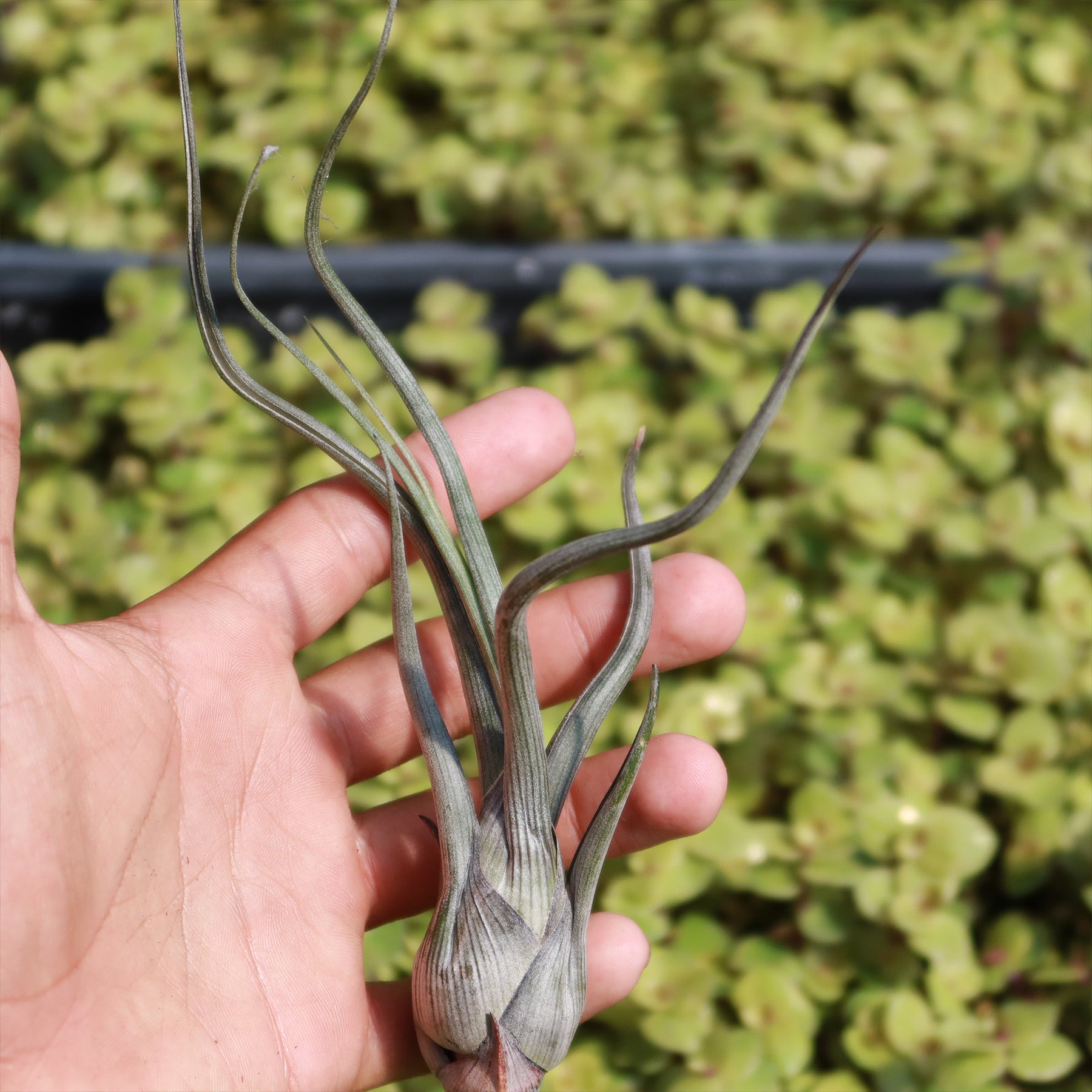 baileyi air plant Baileyi Air Plant