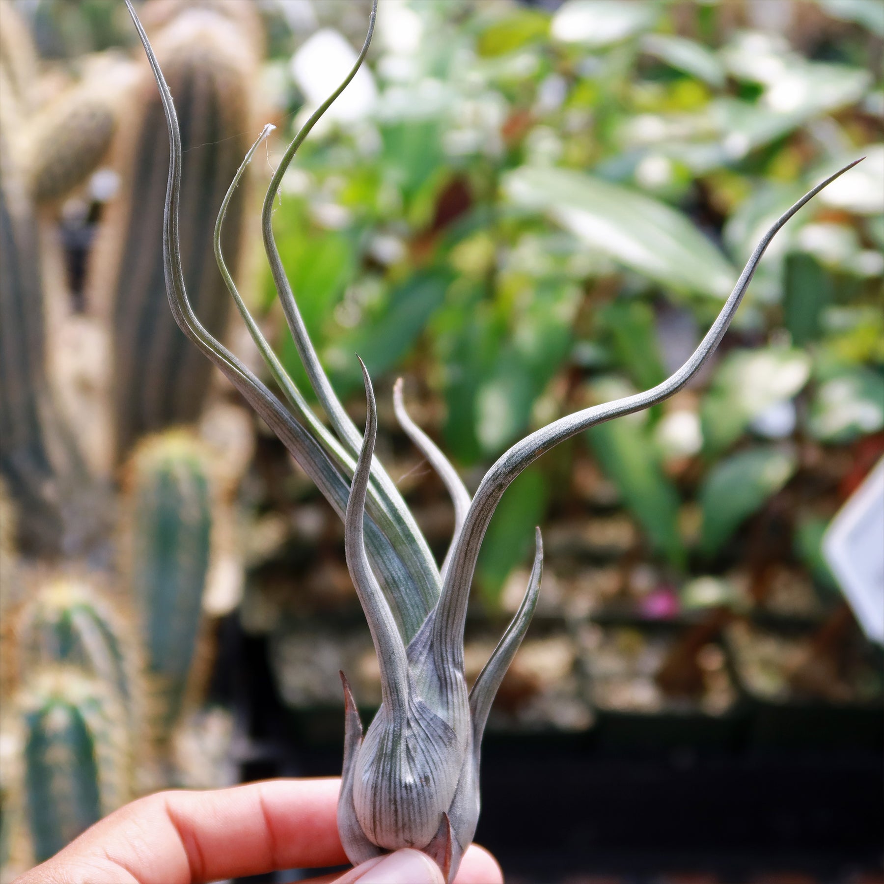 pseudobaileyi air plant Tillandsia baileyi - Shop Online