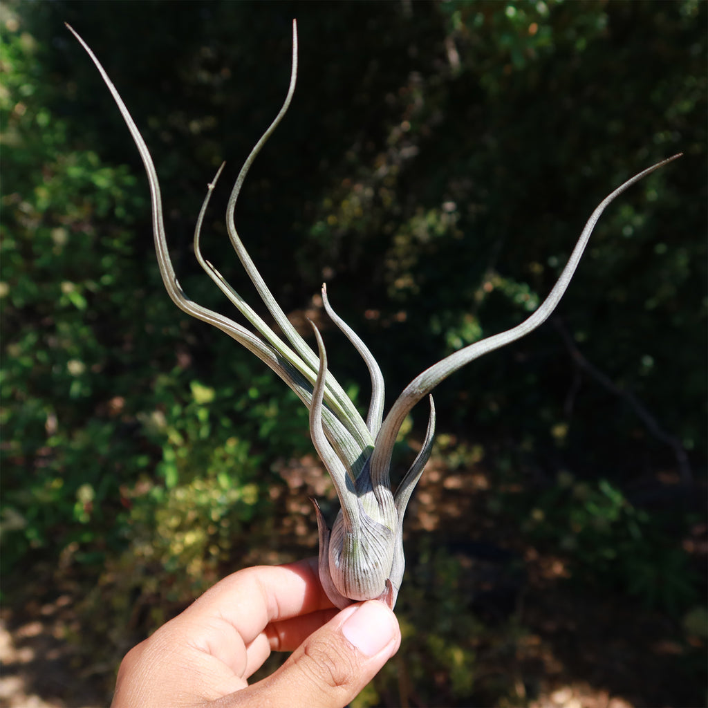 Baileyi Air Plant - Tillandsia baileyi