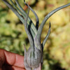 Baileyi Air Plant - Tillandsia baileyi