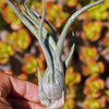 Baileyi Air Plant - Tillandsia baileyi