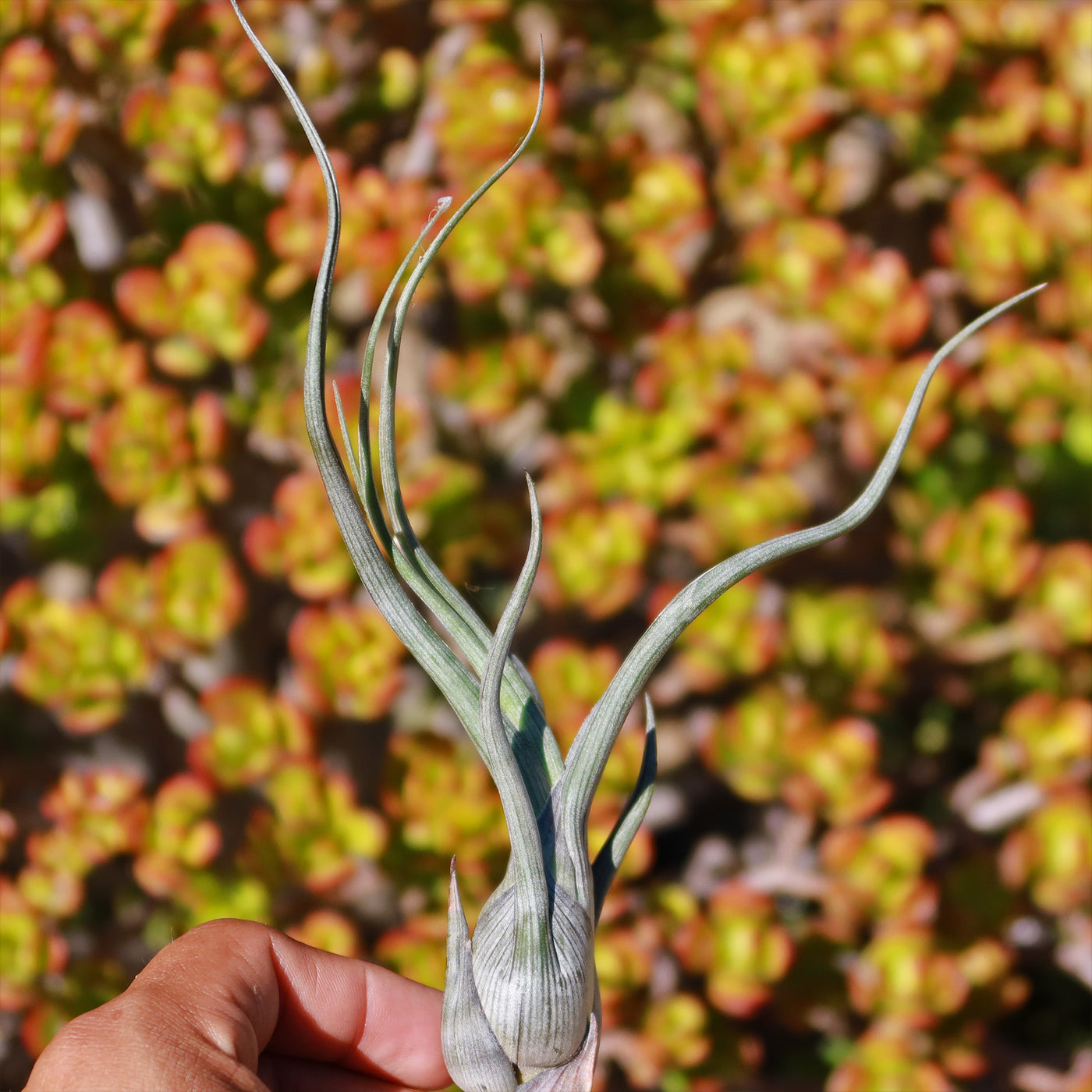 pseudobaileyi air plant Tillandsia baileyi - Shop Online