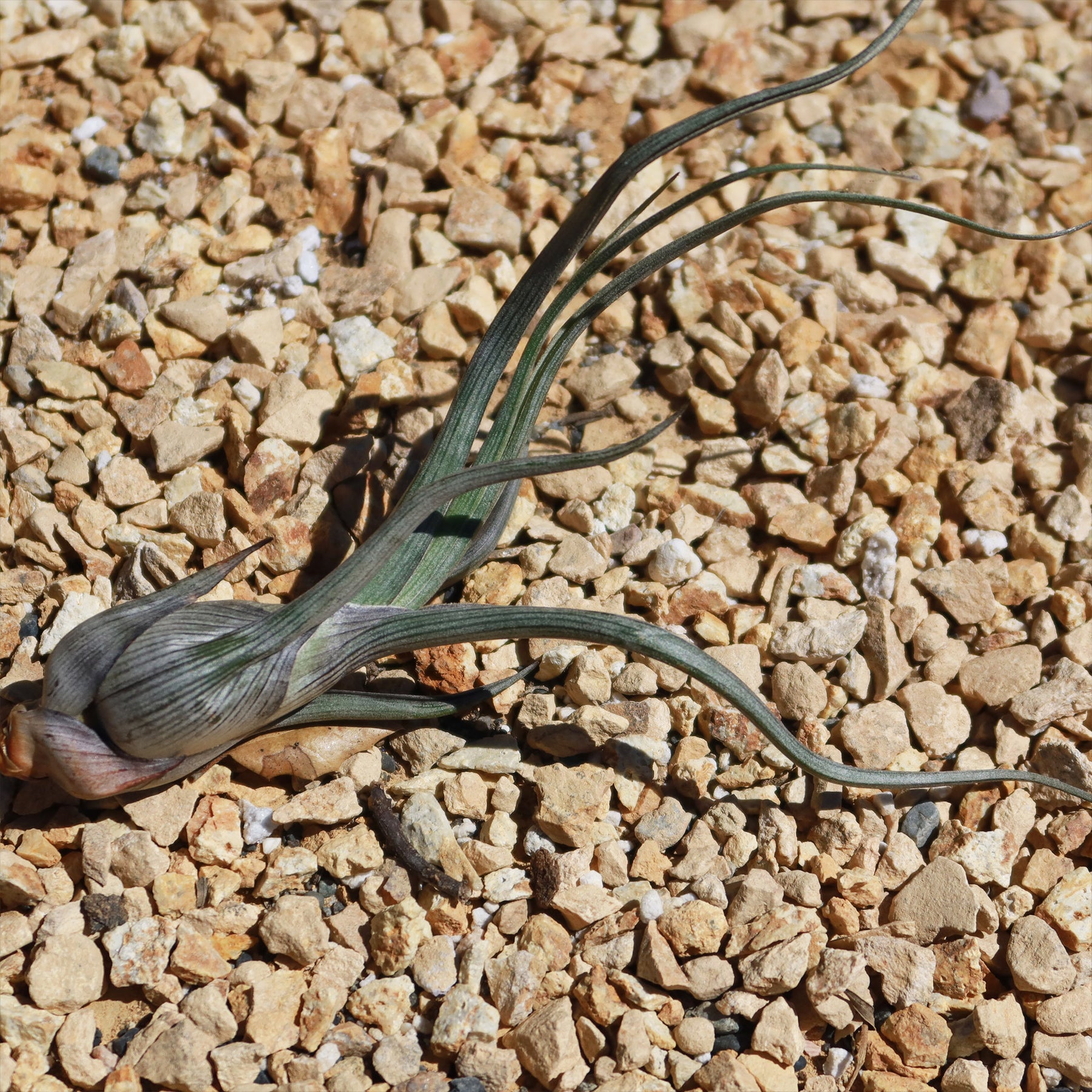 baileyi air plant Baileyi Air Plant