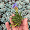 Tillandsia Neglecta