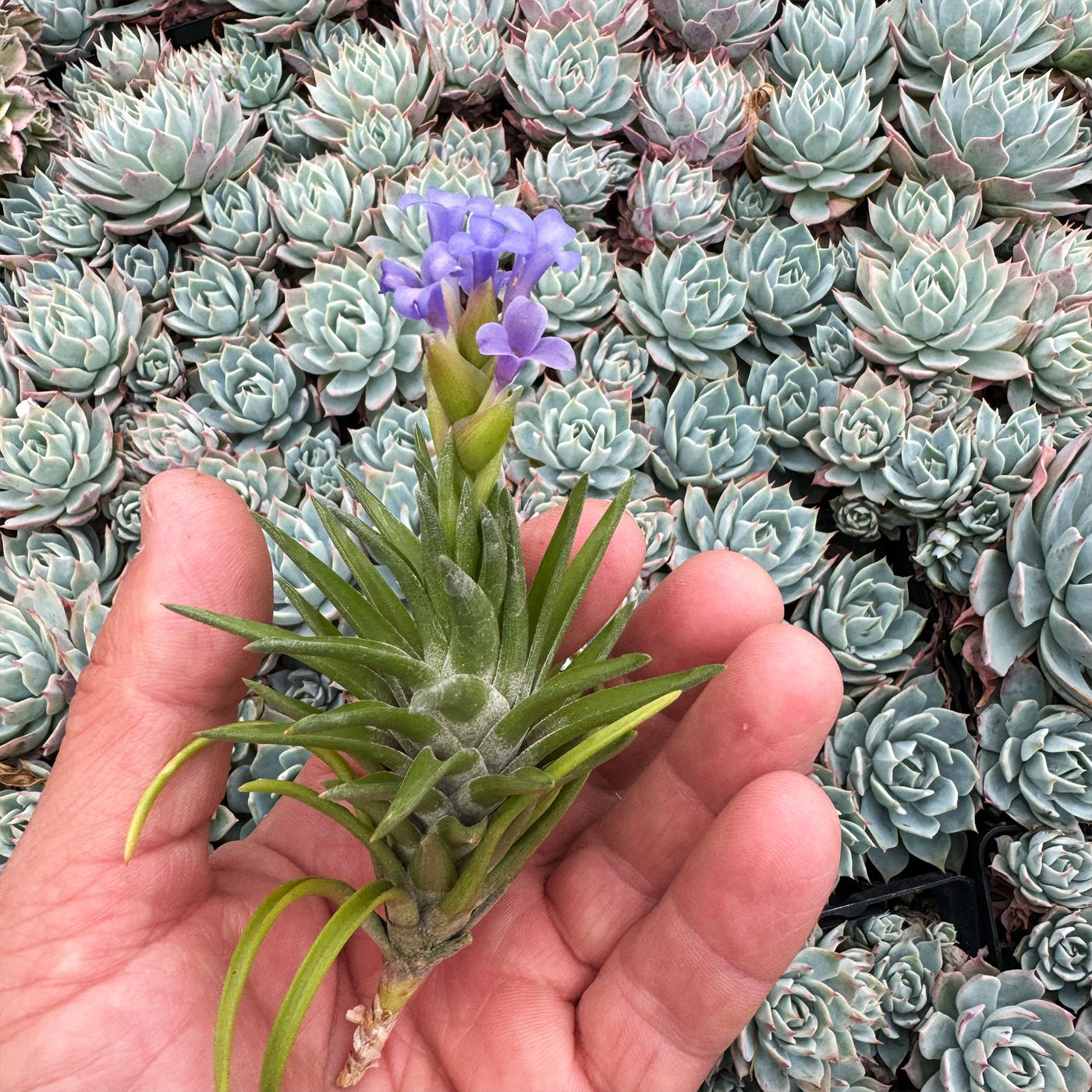 neglecta air plant Tillandsia Neglecta Air Plant | Shop Online