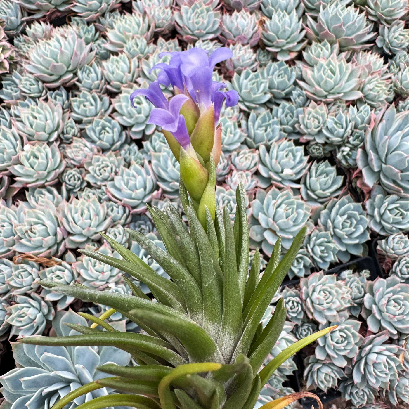 neglecta air plant Tillandsia Neglecta Air Plant | Shop Online