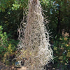 Spanish Moss &