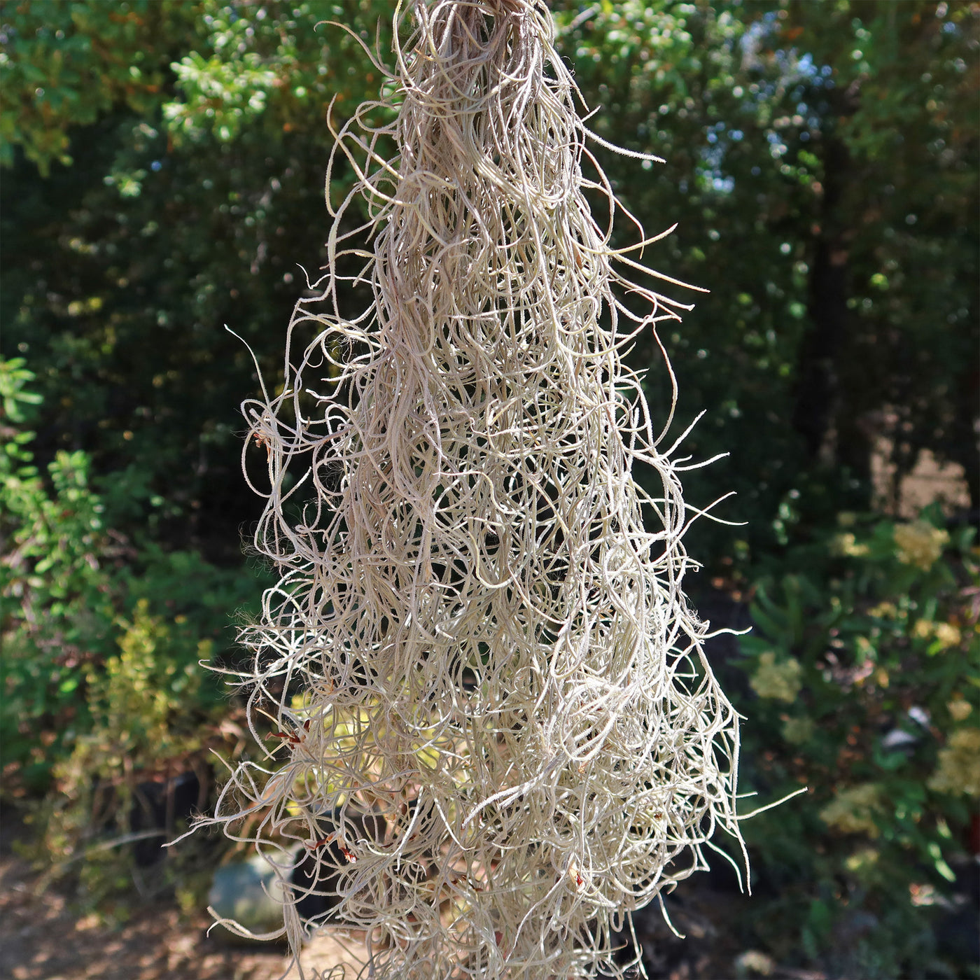 How to Remove Spanish Moss from Trees