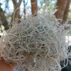 Spanish Moss &