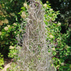 Spanish Moss &