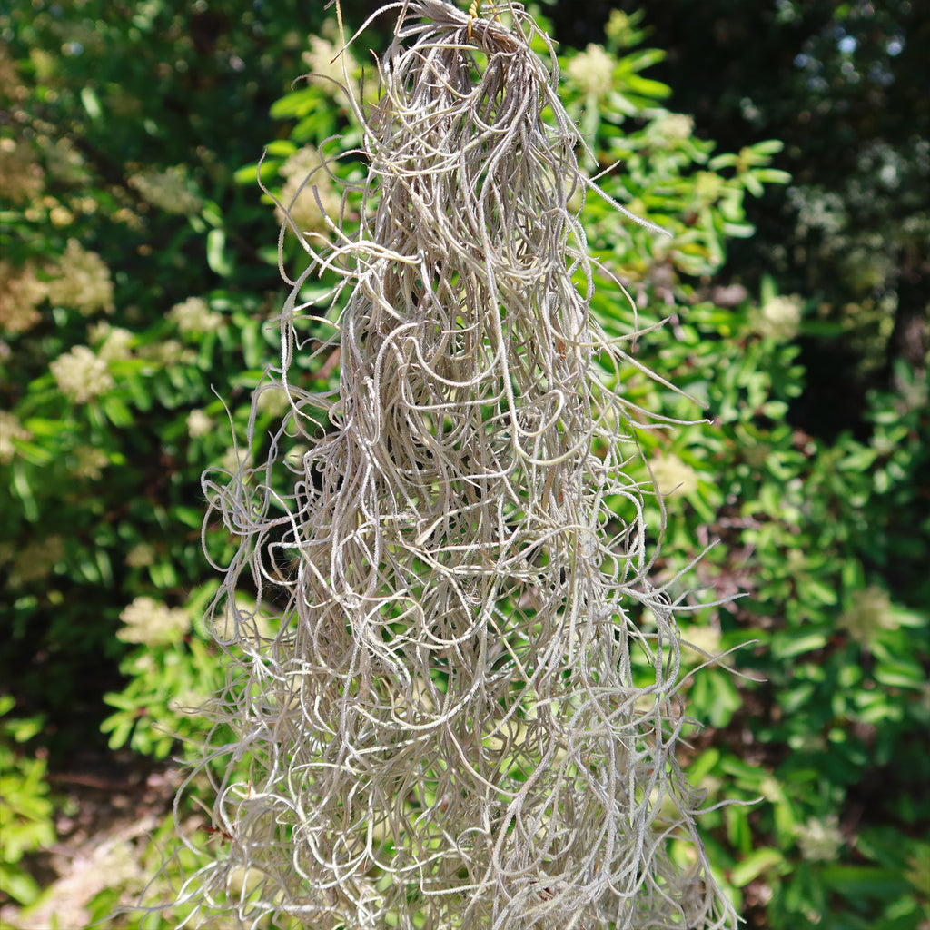 Tillandsia Usenoides - Spanish Moss - The Mellow SF