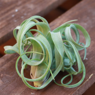 Tillandsia 'Curly Slim'